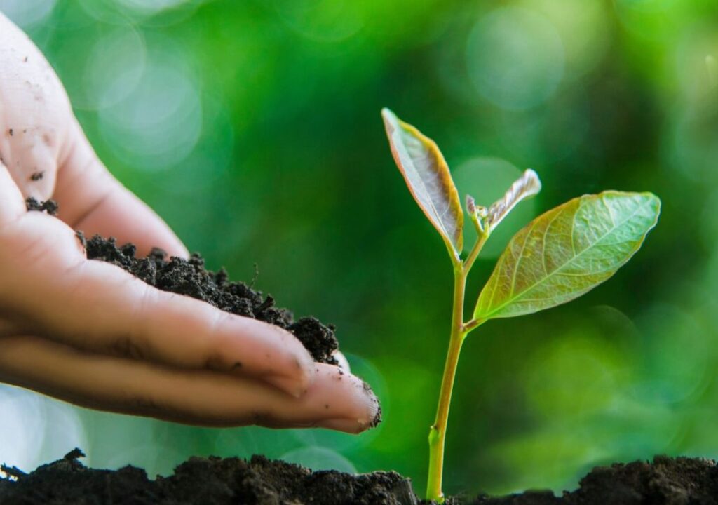 Growing plants image, symbolizing growth or new beginnings.